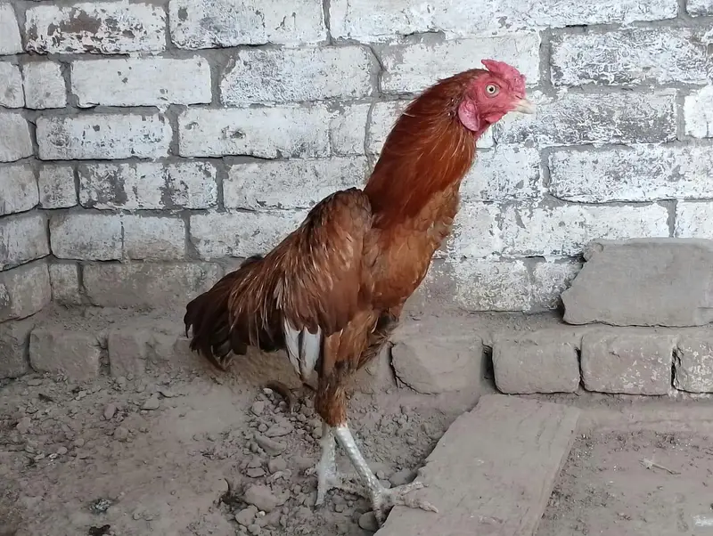 heera aseel male — photo 2