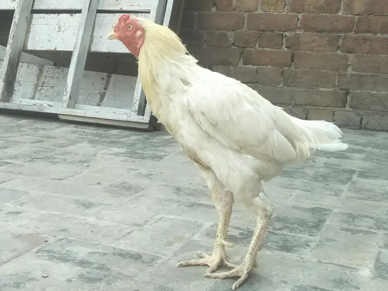 heera aseel male — photo 3