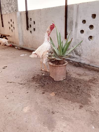 White shamu egg laying five hens one male available cheap price also