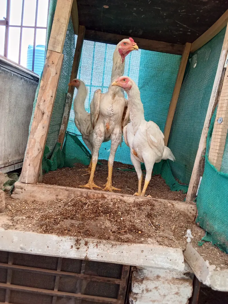 White shamu egg laying five hens one male available cheap price also — photo 2