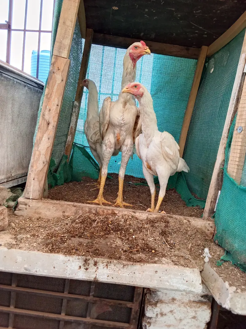 White shamu egg laying five hens one male available cheap price also — photo 3