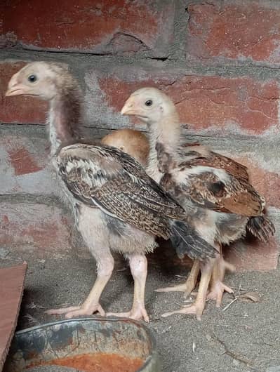 Parrot Beak Cross Chicks/Chicks/Aseel coozy/Aseel Chicks