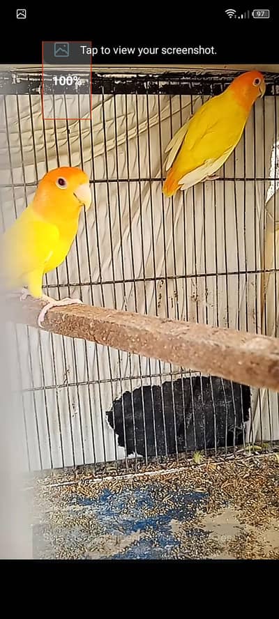 orange hood opline pair