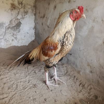 aseel mianwali