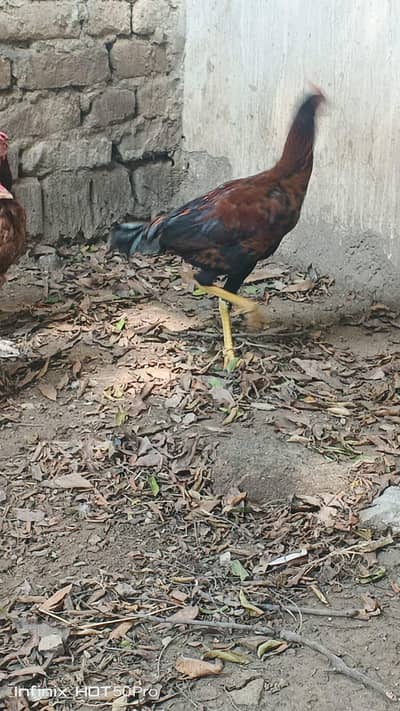 pure desi murga for sale breeder