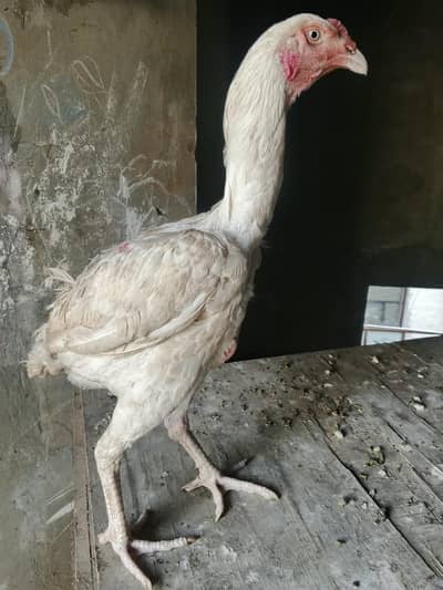 HEERA Patha Long Height
