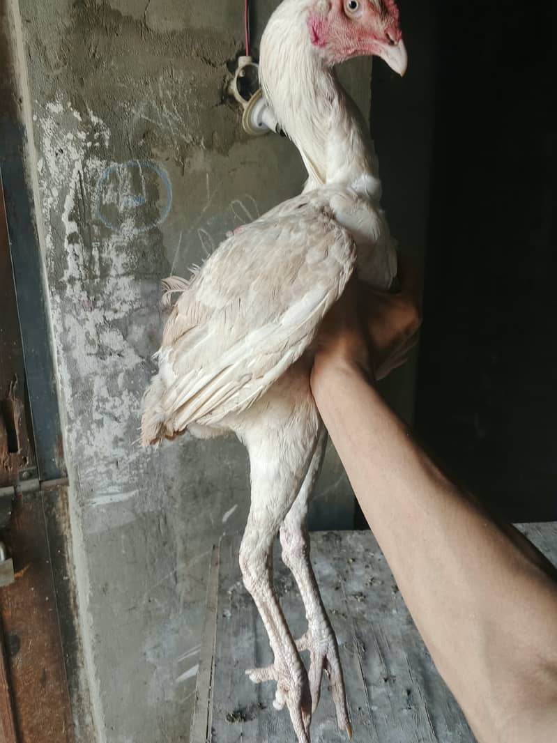 HEERA Patha Long Height 2