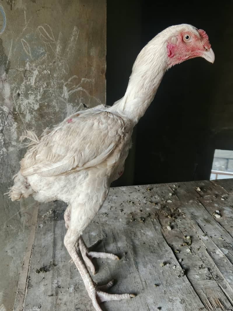 HEERA Patha Long Height 3