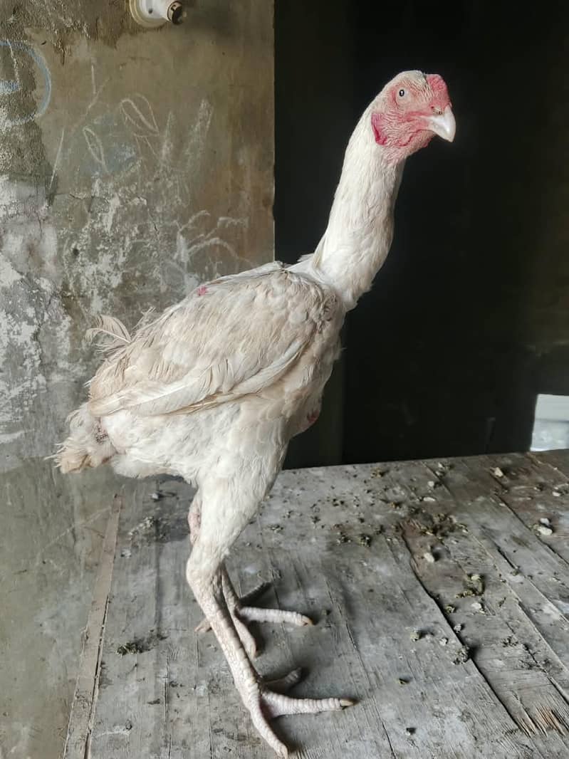 HEERA Patha Long Height 5