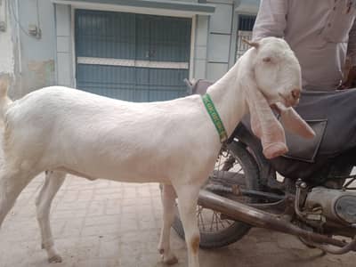 gher ke pale hoe khobssort bakri 03102209916