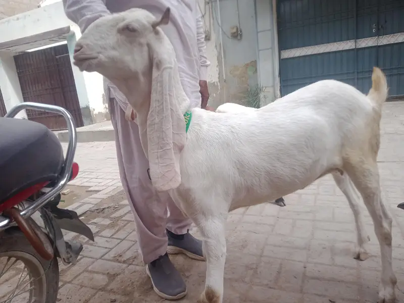 gher ke pale hoe khobssort bakri 03102209916 — photo 2