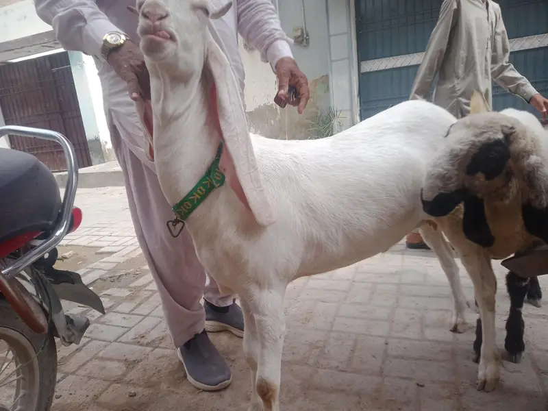 gher ke pale hoe khobssort bakri 03102209916 — photo 3