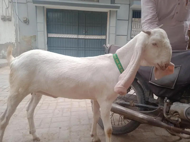 gher ke pale hoe khobssort bakri 03102209916 — photo 4
