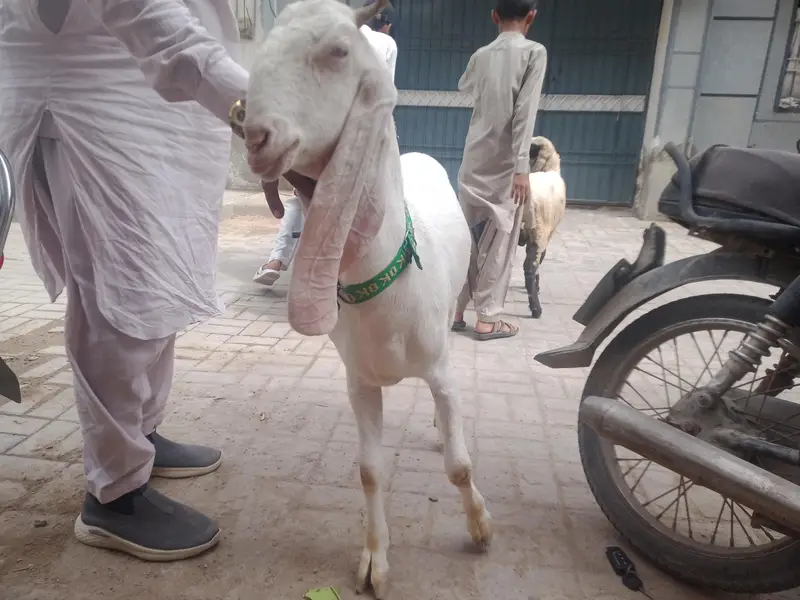 gher ke pale hoe khobssort bakri 03102209916 — photo 5