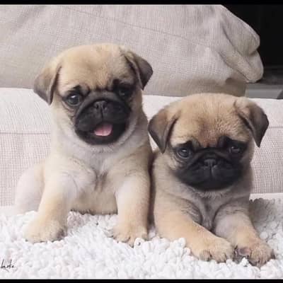 Pug puppies champion line’s pug pedigree bloodline