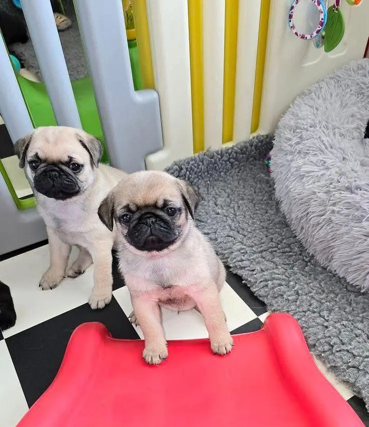 Pug puppies champion line’s pug pedigree bloodline — photo 2