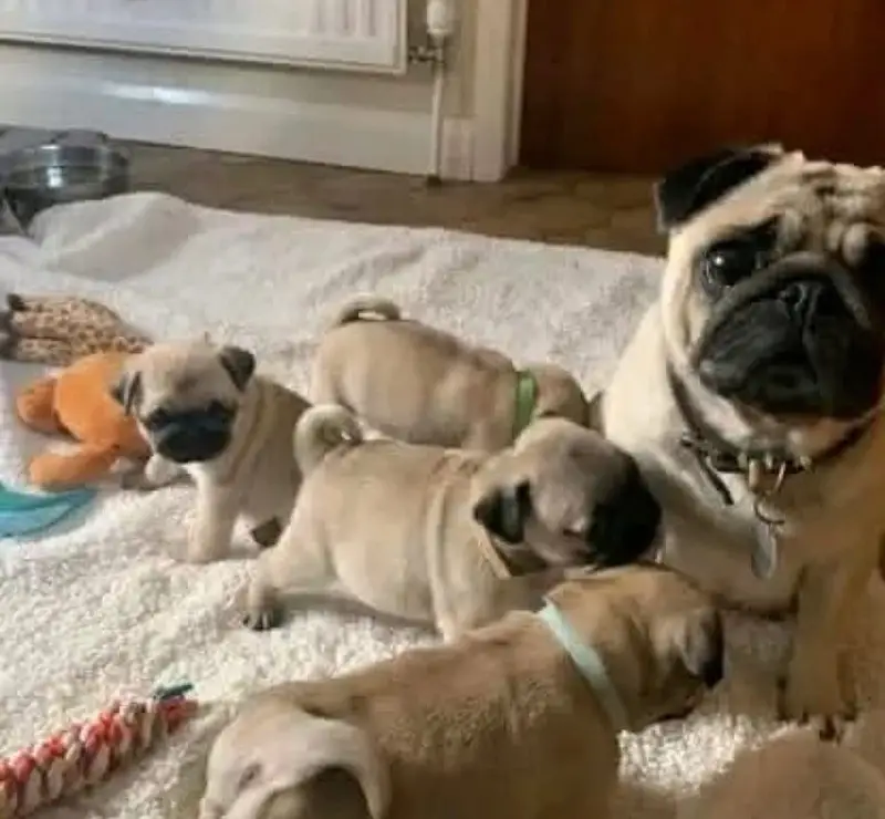 Pug puppies champion line’s pug pedigree bloodline — photo 3