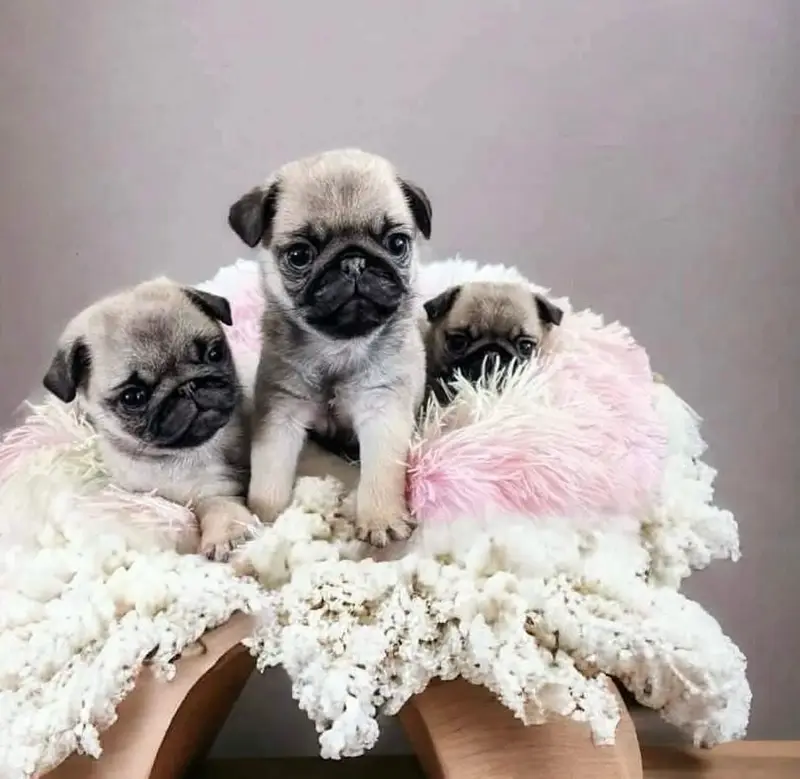 Pug puppies champion line’s pug pedigree bloodline — photo 4