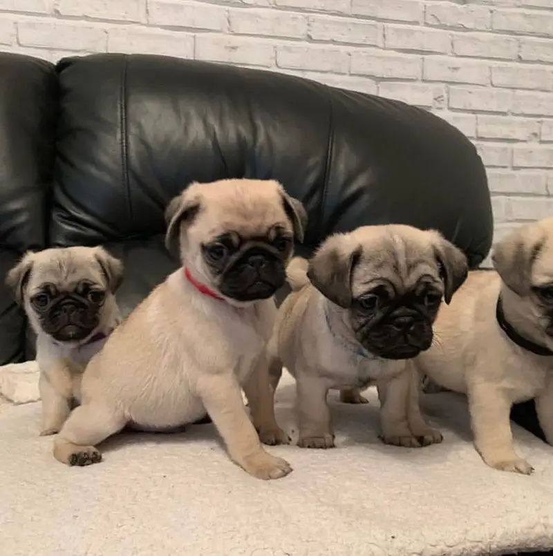 Pug puppies champion line’s pug pedigree bloodline — photo 5