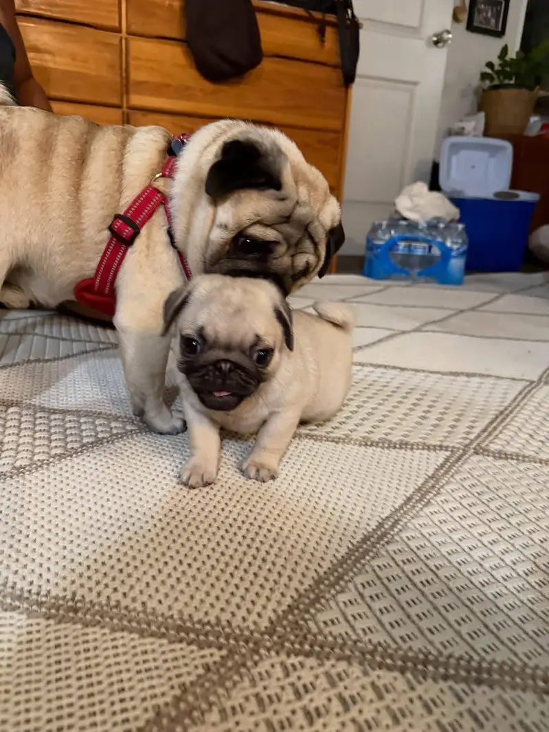 Pug puppies champion line’s pug pedigree bloodline — photo 6