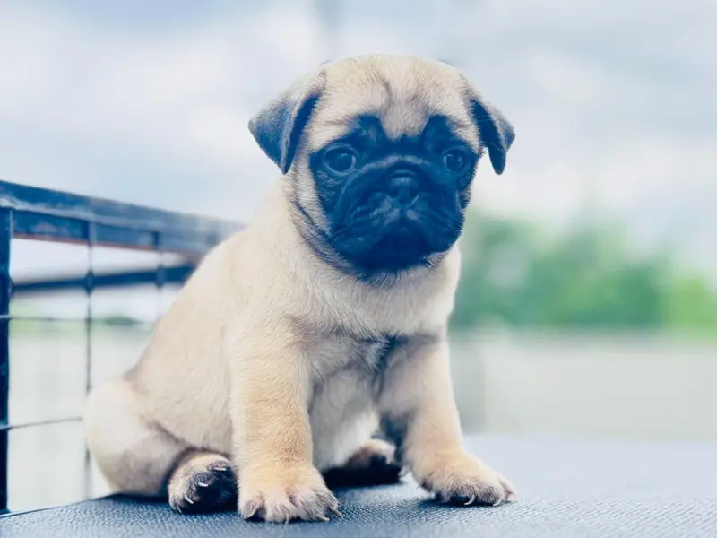 Pug puppies champion line’s pug pedigree bloodline — photo 7
