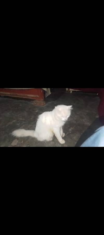 rashian Bila ha Male Sale krna ha 8000