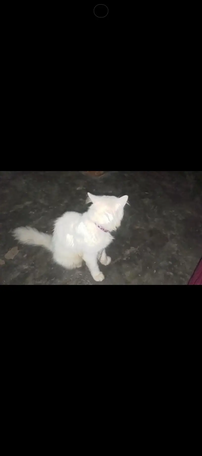 rashian Bila ha Male Sale krna ha 8000 — photo 2