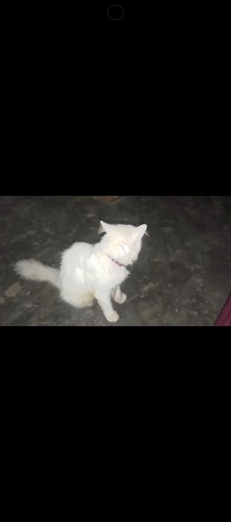 rashian Bila ha Male Sale krna ha 8000 — photo 3