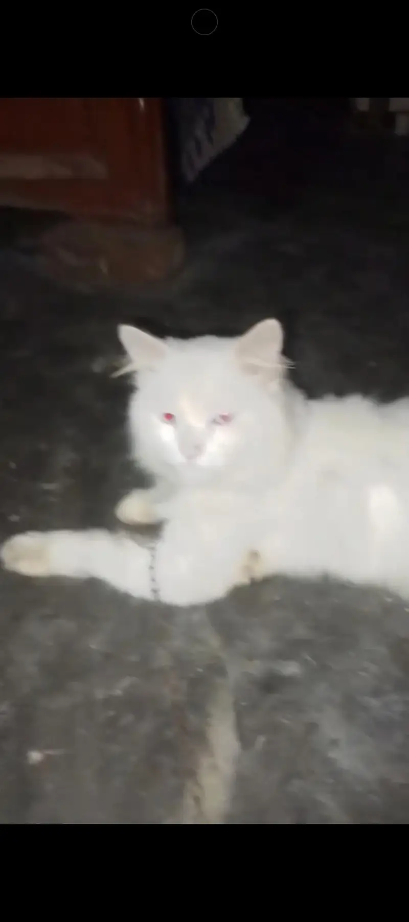 rashian Bila ha Male Sale krna ha 8000 — photo 4