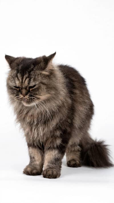 PURE PERSIAN PUNCH FACE  TRIPLE COAT GREY-