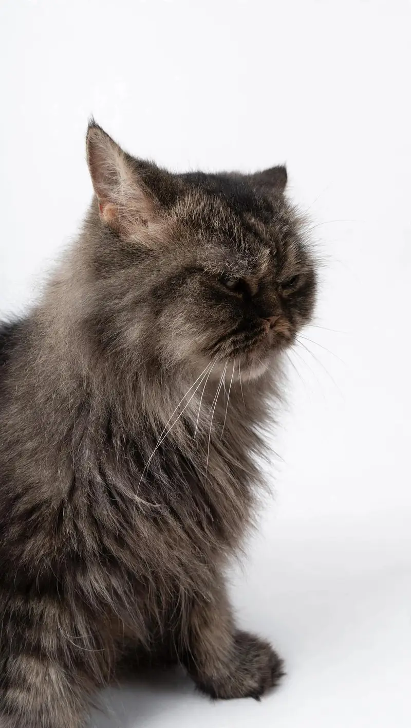 PURE PERSIAN PUNCH FACE  TRIPLE COAT GREY- — photo 2
