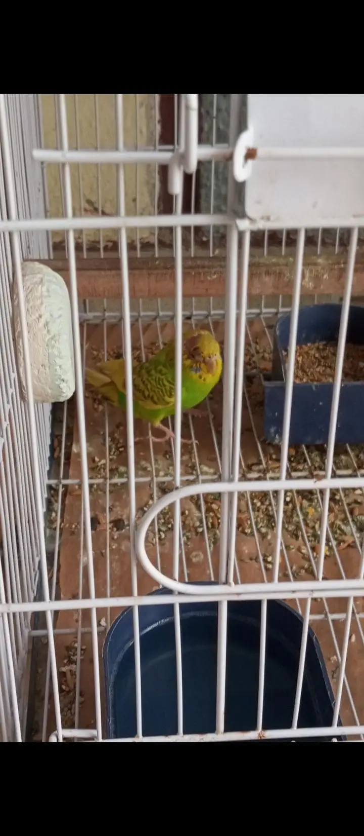 Beautiful undersize bujri pathey 4 months — photo 2
