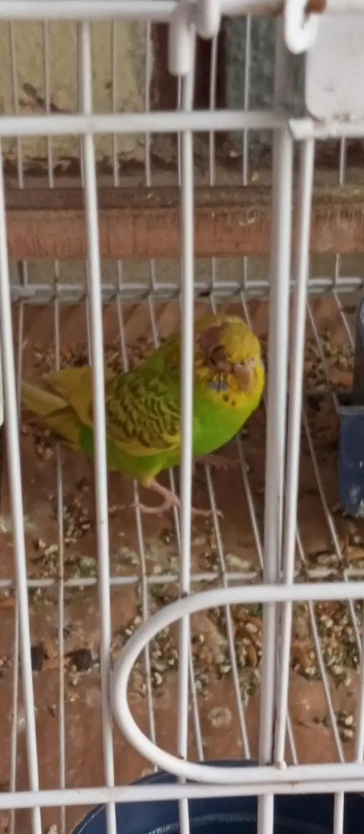 Beautiful undersize bujri pathey 4 months — photo 3