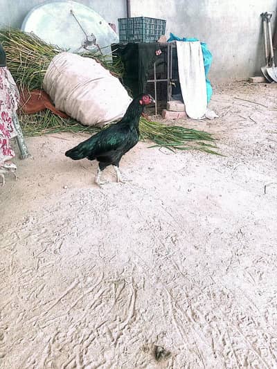 Aseel Mianwali Zero Size madi