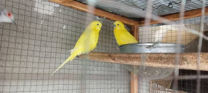 Australion parroat