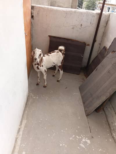 Goats For Sale