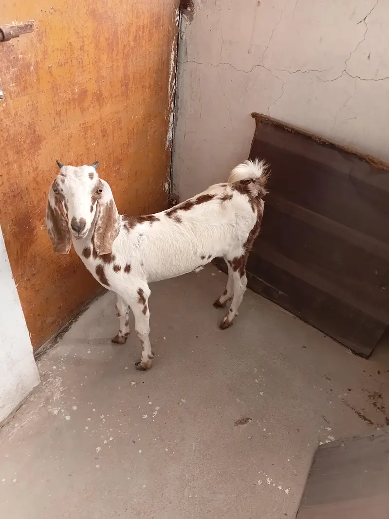 Goats For Sale — photo 2