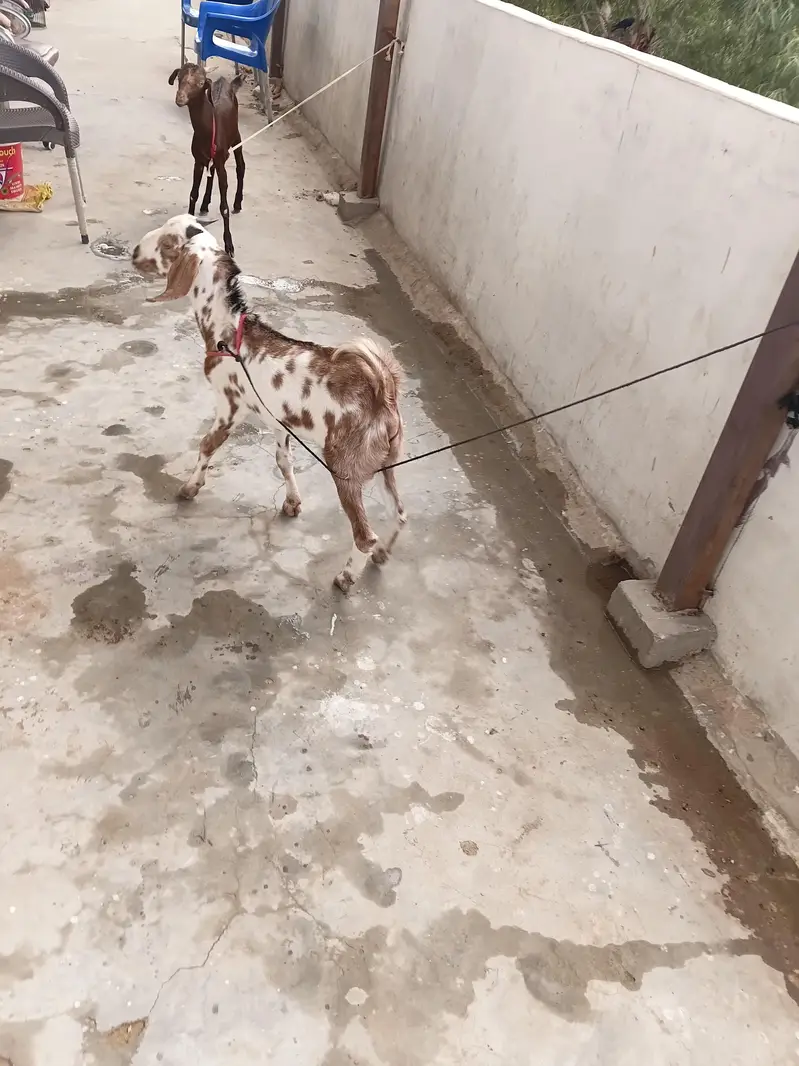Goats For Sale — photo 3
