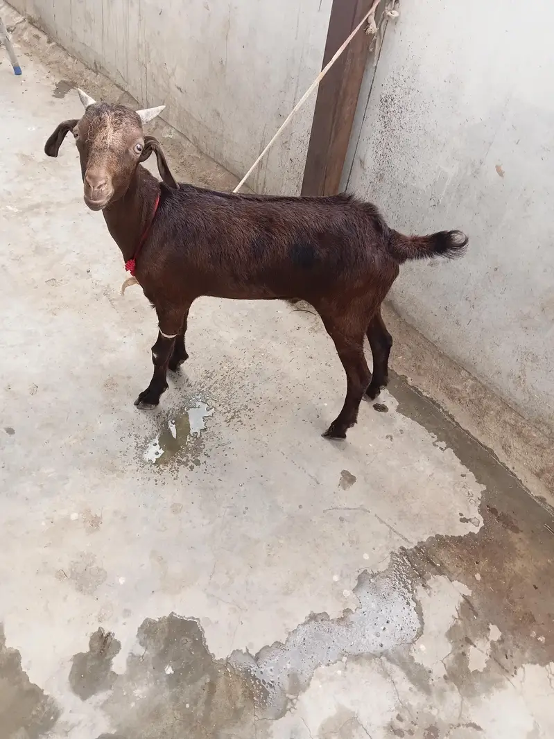 Goats For Sale — photo 4