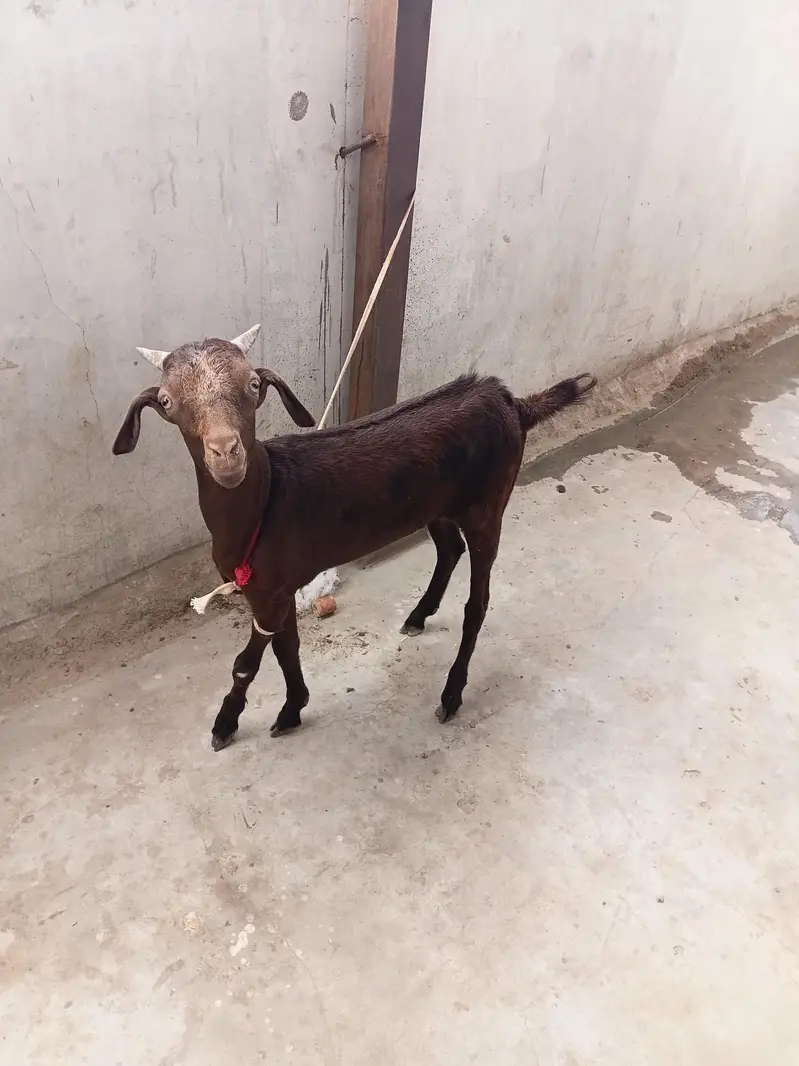 Goats For Sale — photo 5