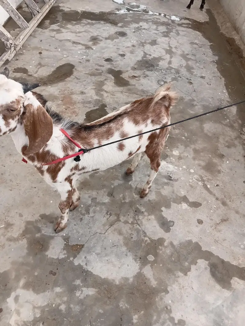 Goats For Sale — photo 6