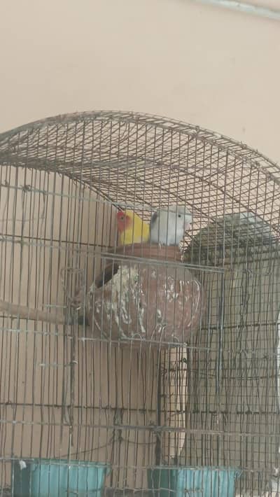 Love birds pair