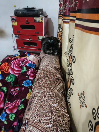 Persian cat+kitten