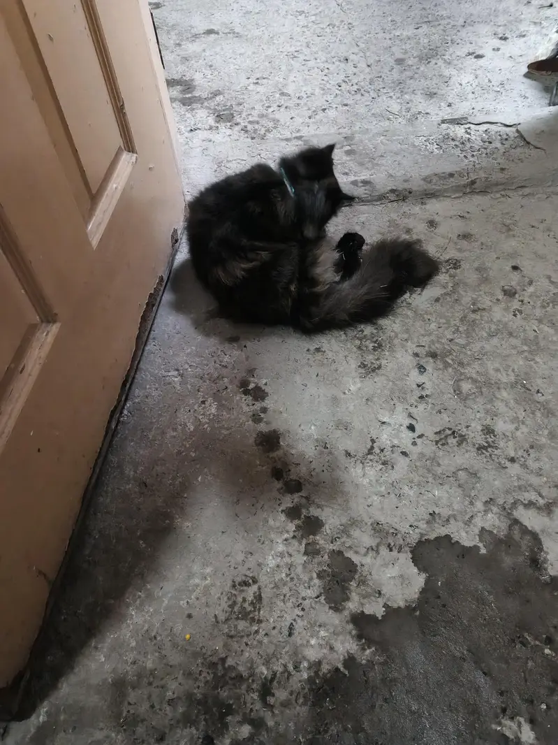 Persian cat+kitten — photo 2