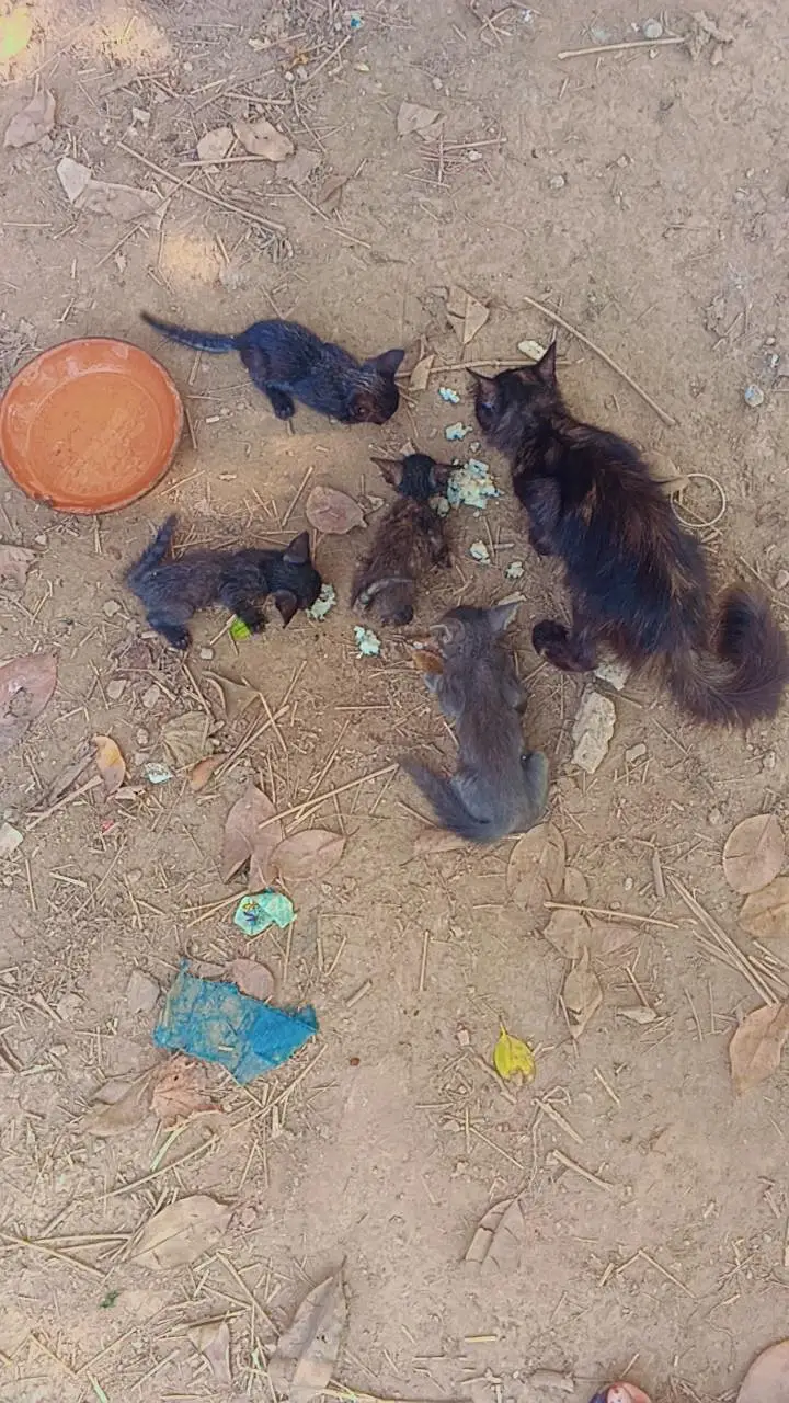 Persian cat+kitten — photo 4