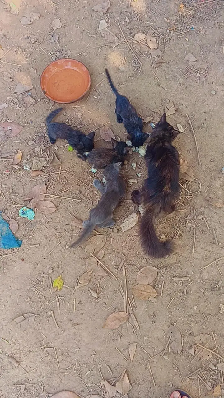 Persian cat+kitten — photo 5