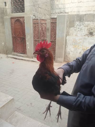 Rohaan