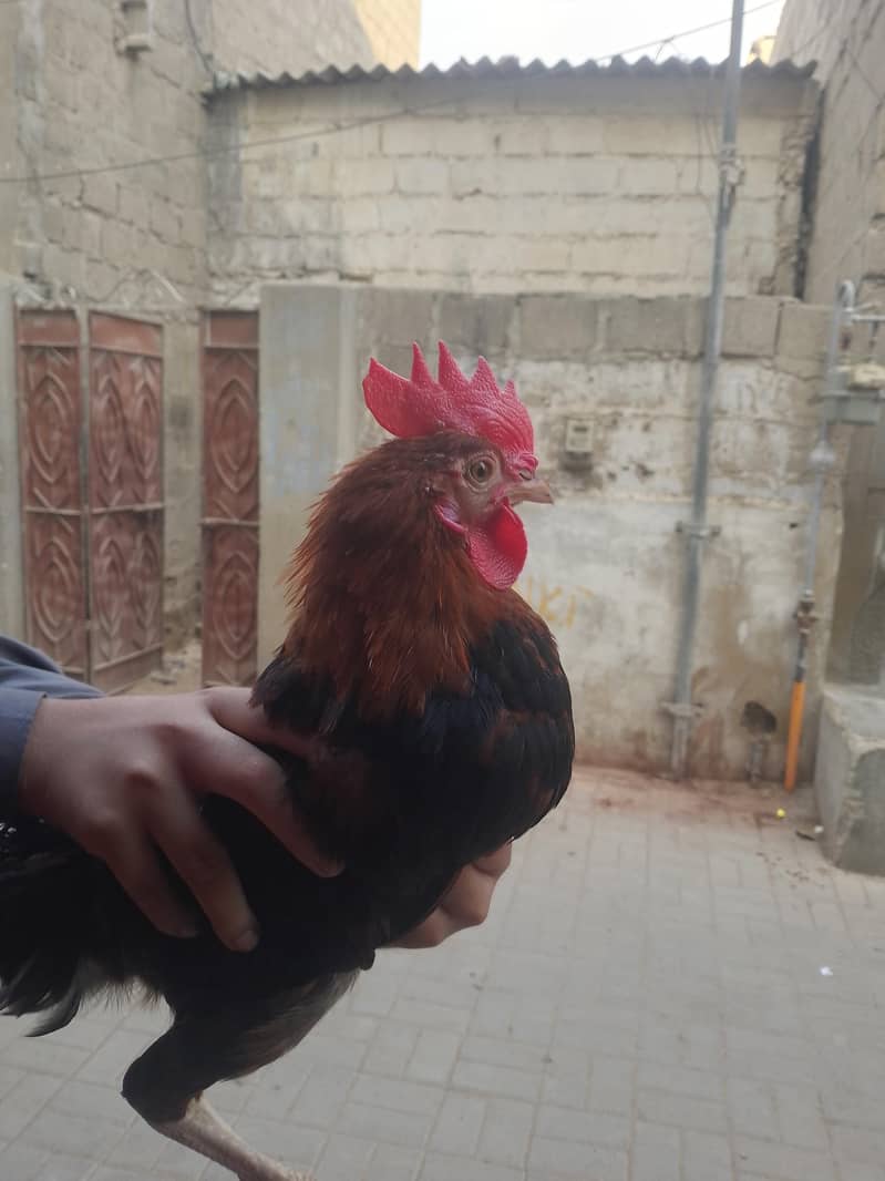 Rohaan 1