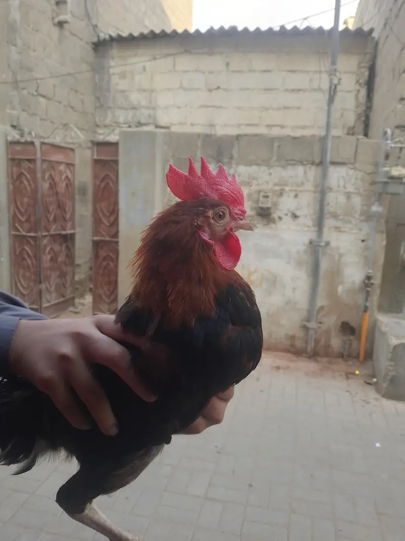 Rohaan — photo 2