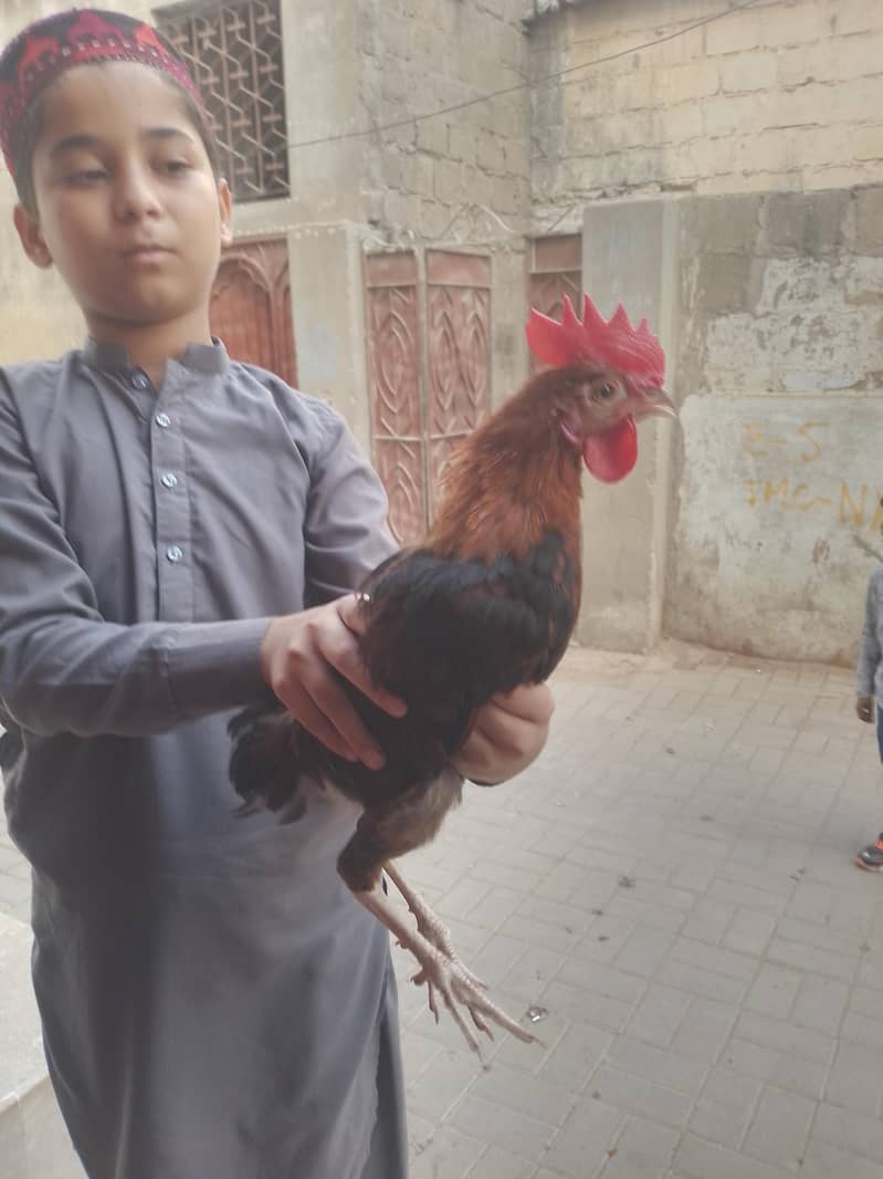 Rohaan 2